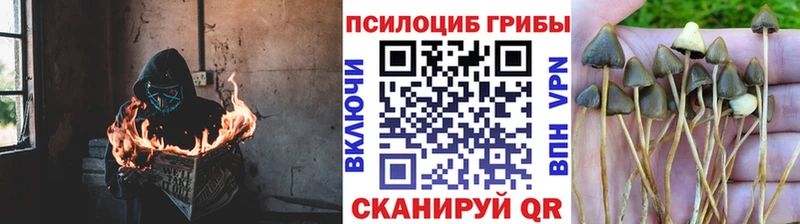 Псилоцибиновые грибы мицелий Арамиль